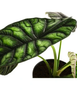 Pfeilblatt - Alocasia Baginda 'Dragon Scale' -Gartenbedarf Kollektion 8742314 WE DE 002 AlocasiaDragonScaleT14