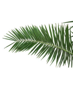 XXL Kanarische Dattelpalme, Ca. 170 Cm -Gartenbedarf Kollektion 8753063 PR DE 001 XXLKanarischeDattelpalme70L