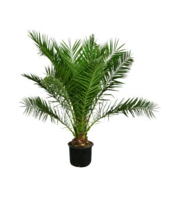 Ausgewählte Produkte 17 XXL Kanarische Dattelpalme, Ca. 170 Cm