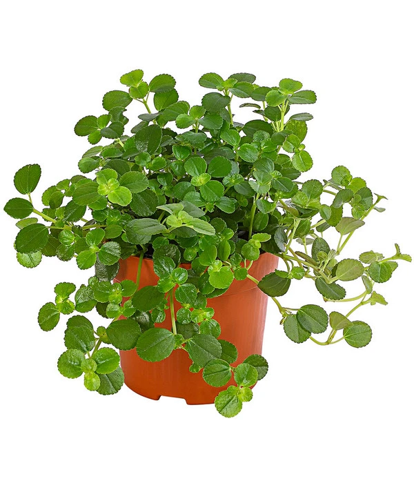 Kanonierblume - Pilea Depressa 'Sao Paulo' 1 Kanonierblume - Pilea Depressa 'Sao Paulo'
