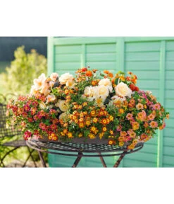 Goldmarie, Orange -Gartenbedarf Kollektion 8810020 8815292 8824906 8809709 8815748 PR MO 001 BalkonkastenRenner