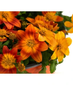 Goldmarie, Orange -Gartenbedarf Kollektion 8810020 WE DE 001 BidensOrangeT12