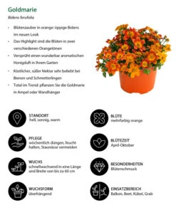 Goldmarie, Orange -Gartenbedarf Kollektion 8810020 WE IG 001 Goldmarie