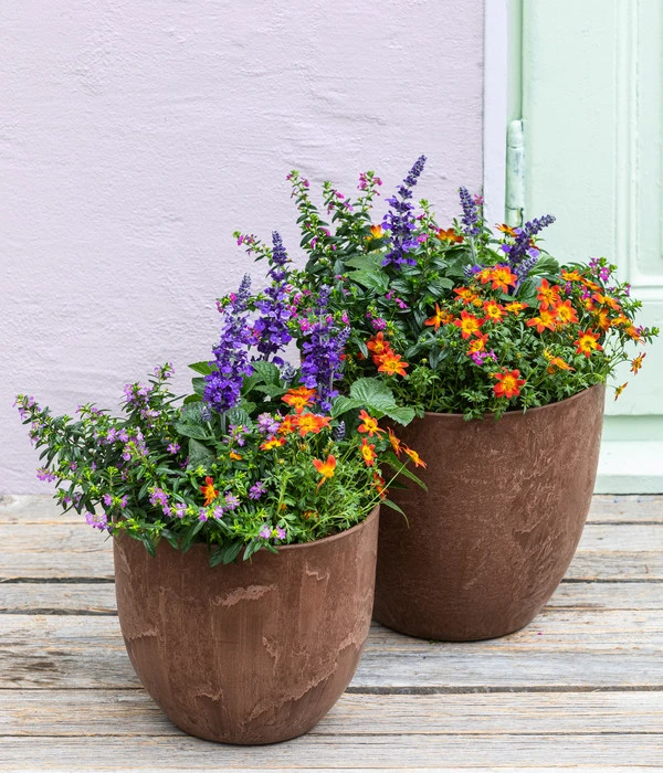 Goldmarie, Orange – Bild 2