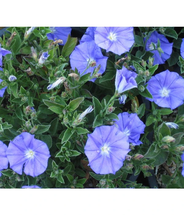 Blaue Mauritius 1 Blaue Mauritius