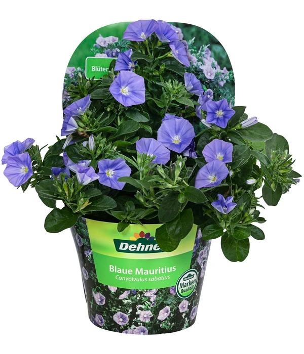 Blaue Mauritius 2 Blaue Mauritius – Bild 2