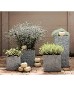 Zickzackstrauch -Gartenbedarf Kollektion 8811184 7084932 8805913 WE MO 001 Zickzackstrauch Gitterkraut Knospenheide