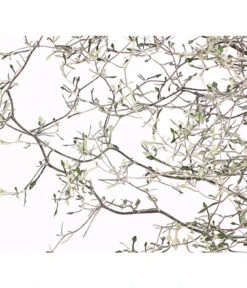 Zickzackstrauch -Gartenbedarf Kollektion 8811184 WE DE 001 CorokiaCotoneasterZickzackstrauchT12DehnerExpressHerzig