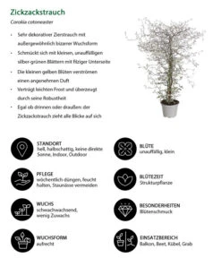 Zickzackstrauch -Gartenbedarf Kollektion 8811184 WE IG 001 CorokiaCotoneasterZickzackstrauchT12DehnerExpressHerzig