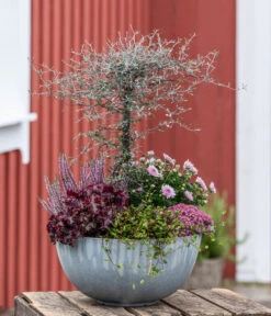 Zickzackstrauch -Gartenbedarf Kollektion 8811184 WE MO 001 Herbstarrangement