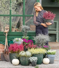 Zickzackstrauch -Gartenbedarf Kollektion 8815763 WE MO 001 MuecaGitterkrautMuehlenbeckia