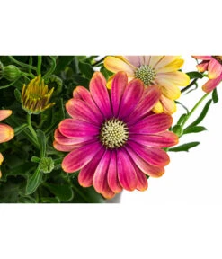 Kapkörbchen Im Pottburri®-Topf, Verschiedene Sorten -Gartenbedarf Kollektion 8820763 WE DE 001 KapkoerbchenMixT13