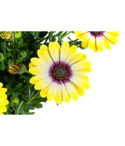 Kapkörbchen Im Pottburri®-Topf, Verschiedene Sorten -Gartenbedarf Kollektion 8820763 WE DE 002 KapkoerbchenMixT13