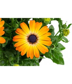 Kapkörbchen Im Pottburri®-Topf, Verschiedene Sorten -Gartenbedarf Kollektion 8820763 WE DE 003 KapkoerbchenMixT13