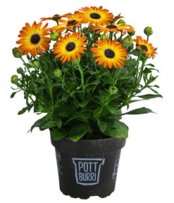 Kapkörbchen Im Pottburri®-Topf, Verschiedene Sorten -Gartenbedarf Kollektion 8820763 WE FS 003 KapkoerbchenMixT13