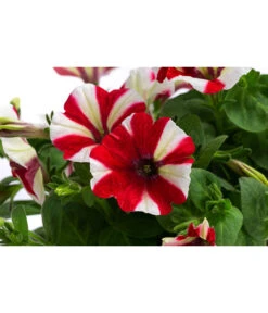 Petunie Im Pottburri®-Topf, Verschiedene Sorten 9 Petunie Im Pottburri®-Topf, Verschiedene Sorten -Gartenbedarf Kollektion 8820789 WE DE 001 PetunieT13