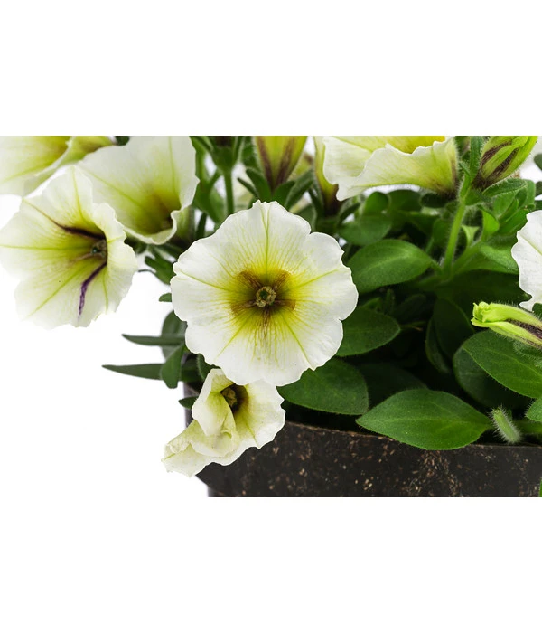 Petunie Im Pottburri®-Topf, Verschiedene Sorten 5 Petunie Im Pottburri®-Topf, Verschiedene Sorten – Bild 5