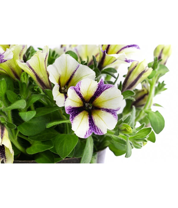 Petunie Im Pottburri®-Topf, Verschiedene Sorten 6 Petunie Im Pottburri®-Topf, Verschiedene Sorten – Bild 6