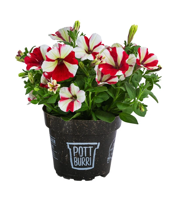 Petunie Im Pottburri®-Topf, Verschiedene Sorten 1 Petunie Im Pottburri®-Topf, Verschiedene Sorten