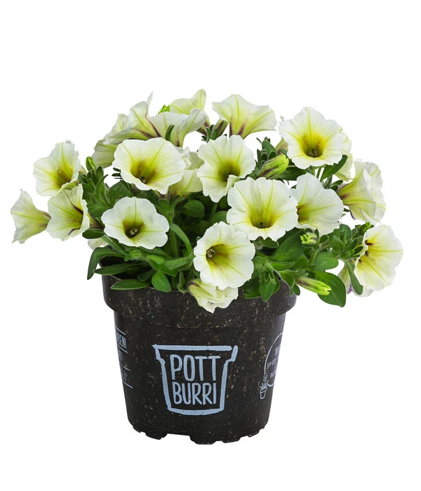 Petunie Im Pottburri®-Topf, Verschiedene Sorten 2 Petunie Im Pottburri®-Topf, Verschiedene Sorten – Bild 2