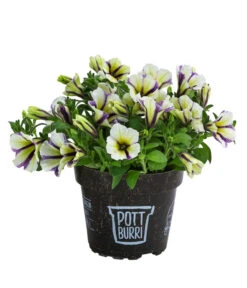 Petunie Im Pottburri®-Topf, Verschiedene Sorten 8 Petunie Im Pottburri®-Topf, Verschiedene Sorten -Gartenbedarf Kollektion 8820789 WE FS 003 PetunieT13