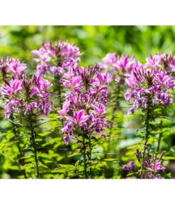 Spinnenpflanze -Gartenbedarf Kollektion 8821548 PR DE 001 CleomeSpinnenpflanzeBGALucknerMai2017