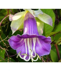 Glockenrebe 7 Glockenrebe -Gartenbedarf Kollektion 8821969 DE 001 CobaeaScandensPixabay