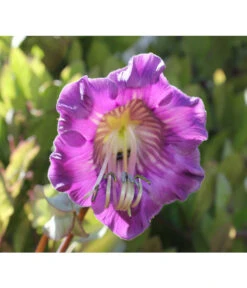 Glockenrebe 6 Glockenrebe -Gartenbedarf Kollektion 8821969 DE 002 CobaeaScandensPixabay