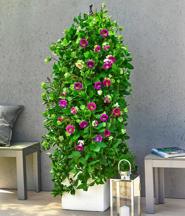 Glockenrebe 2 Glockenrebe – Bild 2