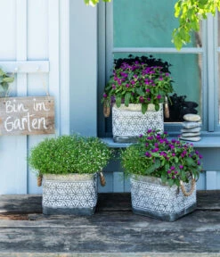 Mauer-Schleierkraut -Gartenbedarf Kollektion 8822231 WE MO 001 GypsophilaMuralisSchleierkrautGomphrenaKugelmaranth