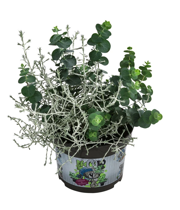 Pflanzen-Duo Herbstfrische 1 Pflanzen-Duo Herbstfrische