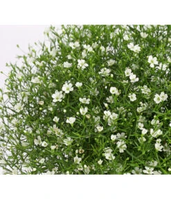 Mauer-Schleierkraut -Gartenbedarf Kollektion 8824047 WE DE 001 GypsophyllaSchleierkrautT13 DehnerExpressHerzig