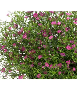 Mauer-Schleierkraut -Gartenbedarf Kollektion 8824047 WE DE 002 GypsophyllaSchleierkrautT13 DehnerExpressHerzig