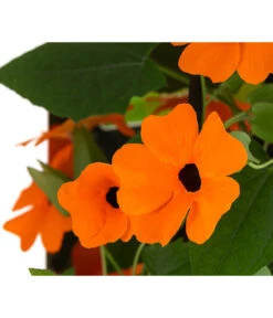 Schwarzäugige Susanne -Gartenbedarf Kollektion 8826505 WE DE 005 ThunbergiaOrangeT13