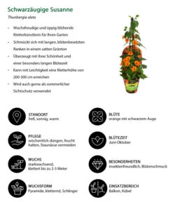 Schwarzäugige Susanne -Gartenbedarf Kollektion 8826505 WE IG 001 ThunbergiaOrangeT13