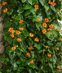 Schwarzäugige Susanne -Gartenbedarf Kollektion 8826505 WE MO 001 ThunbergiaAlataSchwarzaeugigeSusanneT13