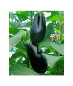Dehner Gourmet Garten Aubergine, Veredelt -Gartenbedarf Kollektion 8830051 BildFS 001 AubergineCarmenGgAubergineCarmen