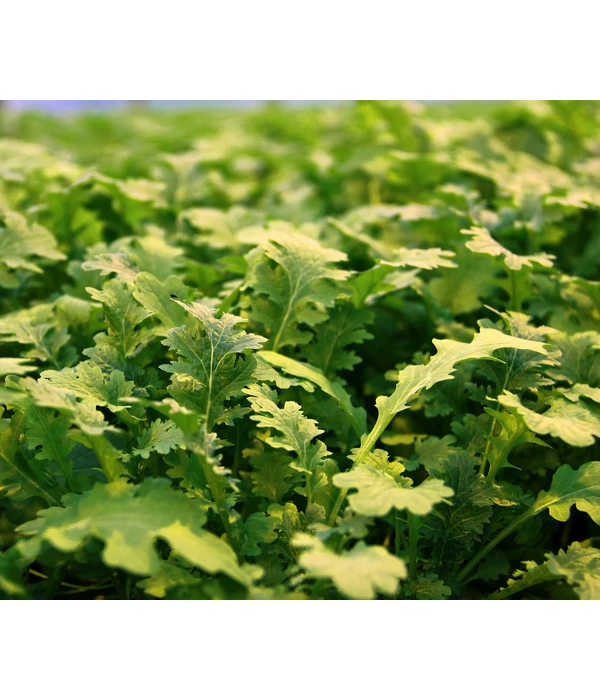 Bio Wasabi Rauke Im Pottburri®-Topf 2 Bio Wasabi Rauke Im Pottburri®-Topf – Bild 2