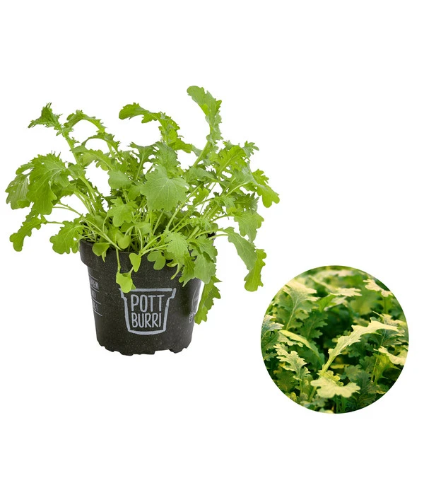 Bio Wasabi Rauke Im Pottburri®-Topf 1 Bio Wasabi Rauke Im Pottburri®-Topf