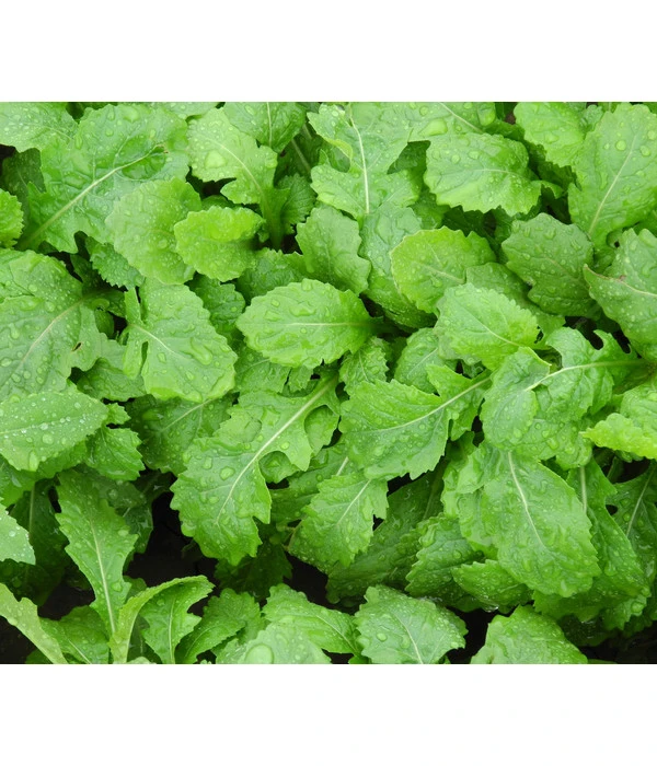 Bio Wasabi Rauke Im Pottburri®-Topf 4 Bio Wasabi Rauke Im Pottburri®-Topf – Bild 4