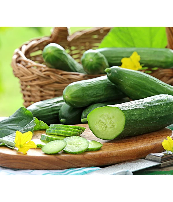 Mini Schlangengurke 1 Mini Schlangengurke