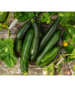 Schlangengurke -Gartenbedarf Kollektion 8831000 8830788 WE MO 001 GurkeZucchini