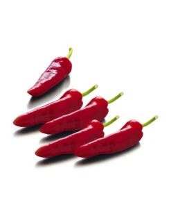 Spitzpaprika, Rot -Gartenbedarf Kollektion 8833485 WE FS 001 SpitzpaprikaRot