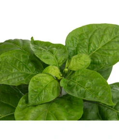 Chili 'Habanero', Orange 9 Chili 'Habanero', Orange -Gartenbedarf Kollektion 8833543 WE DE 002 ChiliHabaneroOrange