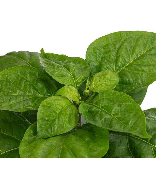 Chili 'Habanero', Orange 5 Chili 'Habanero', Orange – Bild 5