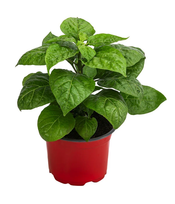 Chili 'Habanero', Orange 2 Chili 'Habanero', Orange – Bild 2