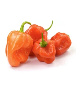 Chili 'Habanero', Orange 7 Chili 'Habanero', Orange -Gartenbedarf Kollektion 8833543 WE FS 003 ChiliHabaneroOrange