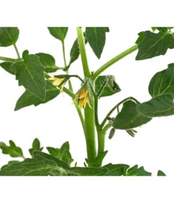 Tomate 'Previa' -Gartenbedarf Kollektion 8839136 WE DE 001 TomatePrevia