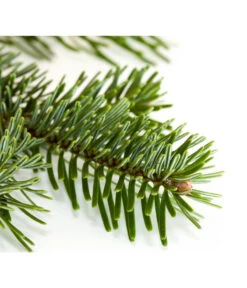 Nordmann-Tanne, Ca. 100-150 Cm, Gesägt 6 Nordmann-Tanne, Ca. 100-150 Cm, Gesägt -Gartenbedarf Kollektion 8995896 BildD 001 Nordmanntanne