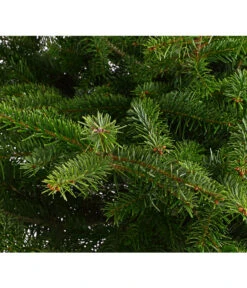 Nordmann-Tanne, Ca. 100-125 Cm, Im Topf Gewachsen 5 Nordmann-Tanne, Ca. 100-125 Cm, Im Topf Gewachsen -Gartenbedarf Kollektion 8995953 WE DE 001 AbiesNordmannianaNordmanntanne100 125Container8LiterDehnerExpressHerzig